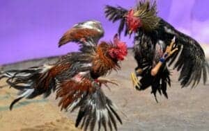 ไก่ชน